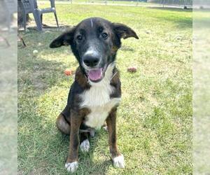 Mutt Dogs for adoption in Conroe, TX, USA