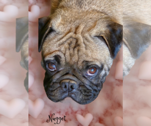 Pug Dogs for adoption in Phelan, CA, USA