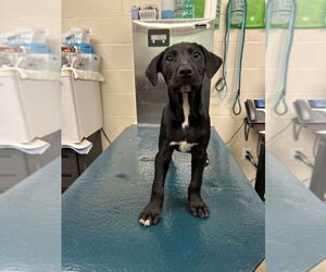 Labrador Retriever-Unknown Mix Dogs for adoption in Mobile, AL, USA