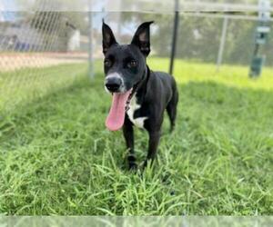 Shepradors Dogs for adoption in Pasadena, TX, USA