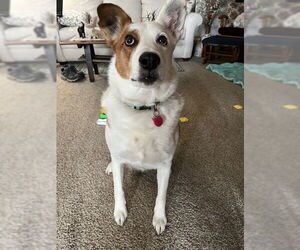 Mutt Dogs for adoption in Fort Wayne, IN, USA