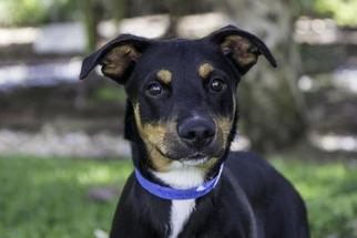 Labrador Retriever Dogs for adoption in West Palm Beach, FL, USA