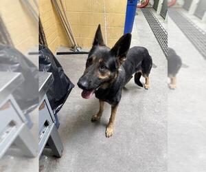 German Shepherd Dog Dogs for adoption in Stockton, CA, USA