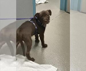 Mutt Dogs for adoption in Las Vegas, NV, USA