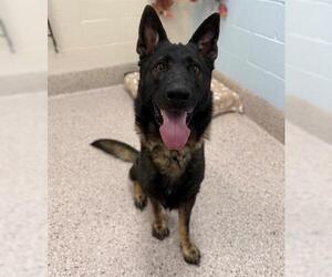 German Shepherd Dog Dogs for adoption in Brighton, CO, USA