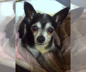 Chihuahua Dogs for adoption in Staten Island, NY, USA