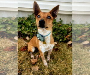 Chihuahua Dogs for adoption in Sandy, UT, USA