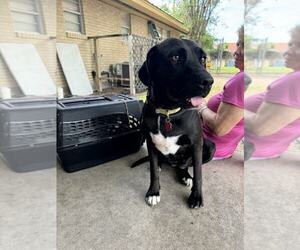 Labrador Retriever-Unknown Mix Dogs for adoption in Brewster, NY, USA