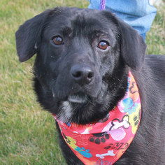 Labrador Retriever-Pembroke Welsh Corgi Mix Dogs for adoption in Garfield Heights, OH, USA