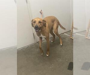 Great Dane-Labrador Retriever Mix Dogs for adoption in Rosenberg, TX, USA