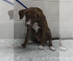 Labrador Retriever Dogs for adoption in Conroe, TX, USA