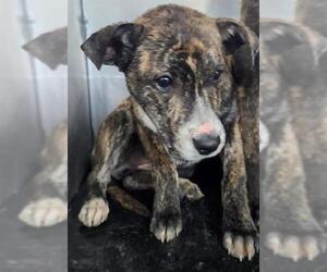 American Staffordshire Terrier-Unknown Mix Dogs for adoption in San Antonio, TX, USA