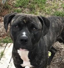 Boxer-Unknown Mix Dogs for adoption in Menominee, MI, USA