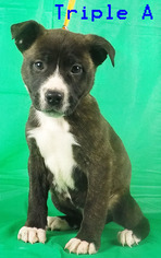 Shepradors Dogs for adoption in Griffin, GA, USA