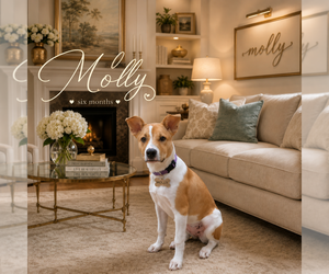 Mutt Dogs for adoption in Menifee, CA, USA