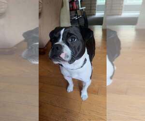 Mutt Dogs for adoption in Shelburne, VT, USA