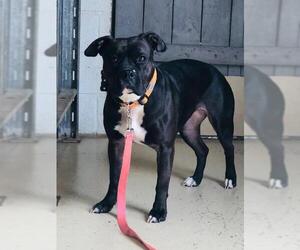 American Bandogge mastiff Dogs for adoption in Akron, OH, USA
