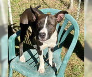 Mutt Dogs for adoption in McCormick, SC, USA