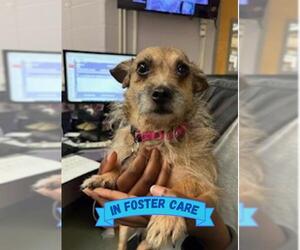 Chiweenie Dogs for adoption in Tallahassee, FL, USA