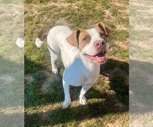 Mutt Dogs for adoption in Bryant, AR, USA