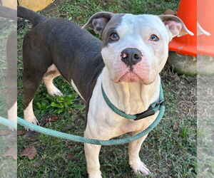 American Pit Bull Terrier Dogs for adoption in Tarboro, NC, USA