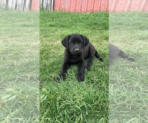 Labrador Retriever-Unknown Mix Dogs for adoption in Grafton, WI, USA