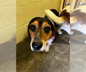 Beagle Dogs for adoption in Harrisville, WV, USA