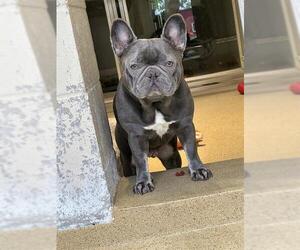 French Bulldog Dogs for adoption in Dedham, MA, USA
