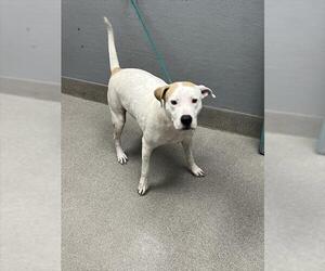 American Pit Bull Terrier-Unknown Mix Dogs for adoption in Las Vegas, NV, USA