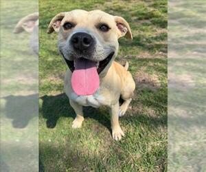 Labrador Retriever-Staffordshire Bull Terrier Mix Dogs for adoption in Conroe, TX, USA