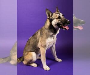 Gerberian Shepsky Dogs for adoption in Burbank, CA, USA