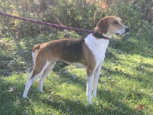 American Foxhound Dogs for adoption in Flora, IL, USA