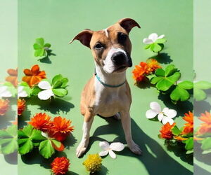 Bullboxer Pit Dogs for adoption in Glen Allen, VA, USA
