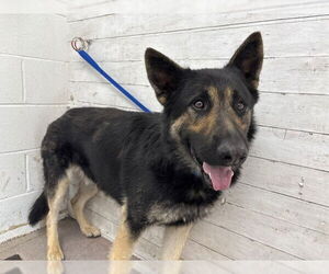 German Shepherd Dog-Unknown Mix Dogs for adoption in San Bernardino, CA, USA