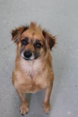 Papshund Dogs for adoption in Phoenix , AZ, USA