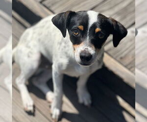 Jack Russell Terrier-Unknown Mix Dogs for adoption in Dana Point, CA, USA