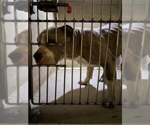 American Pit Bull Terrier-Unknown Mix Dogs for adoption in Oklahoma City, OK, USA