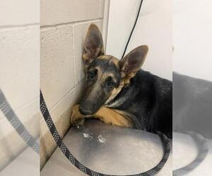German Shepherd Dog Dogs for adoption in Santa Maria, CA, USA