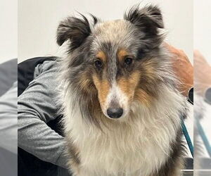 Mutt Dogs for adoption in Dublin, OH, USA