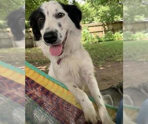 Border Collie Dogs for adoption in Columbus, IN, USA