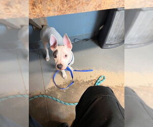 American Staffordshire Terrier Dogs for adoption in Tallahassee, FL, USA