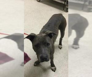 American Pit Bull Terrier Dogs for adoption in Riverside, CA, USA