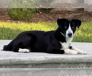 Collie-Unknown Mix Dogs for adoption in The Woodlands, TX, USA