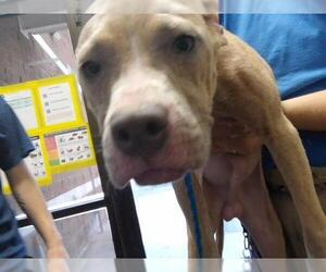 Mutt Dogs for adoption in Tulsa, OK, USA