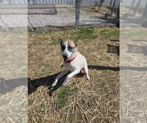 Huskies -Unknown Mix Dogs for adoption in Evansville, IN, USA