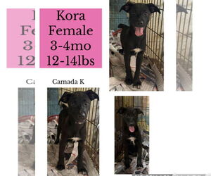 Mutt Dogs for adoption in Virginia Beach, VA, USA
