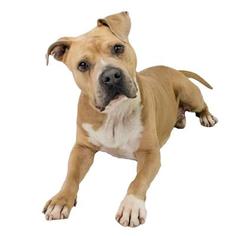 American Bandogge mastiff Dogs for adoption in Dallas, TX, USA