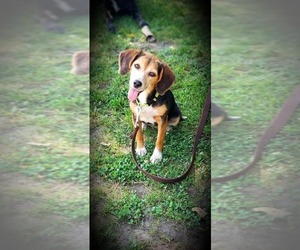 Beagle Dogs for adoption in Valparaiso, IN, USA