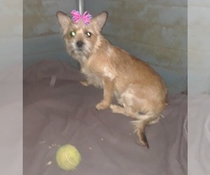 Cairn Terrier Dogs for adoption in Mt. Laurel, NJ, USA