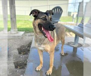 German Shepherd Dog-Unknown Mix Dogs for adoption in Conroe, TX, USA